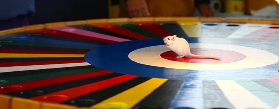 best online casino wheel games 3